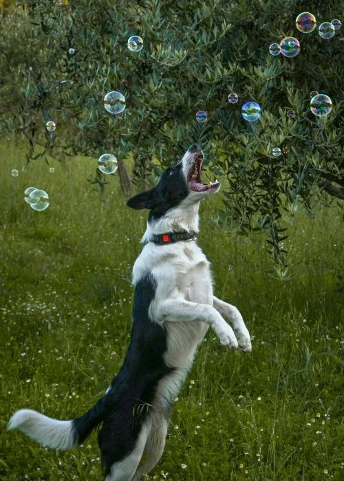 dog photoshoot ideas with bubbles
