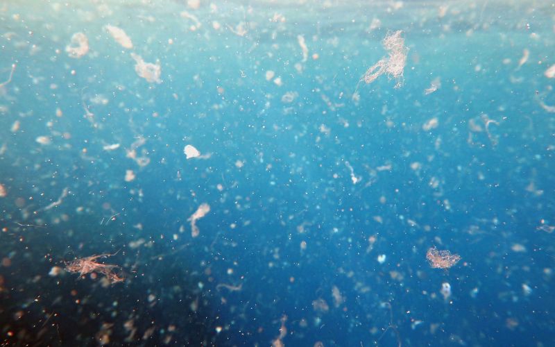 photograph with Micro lens