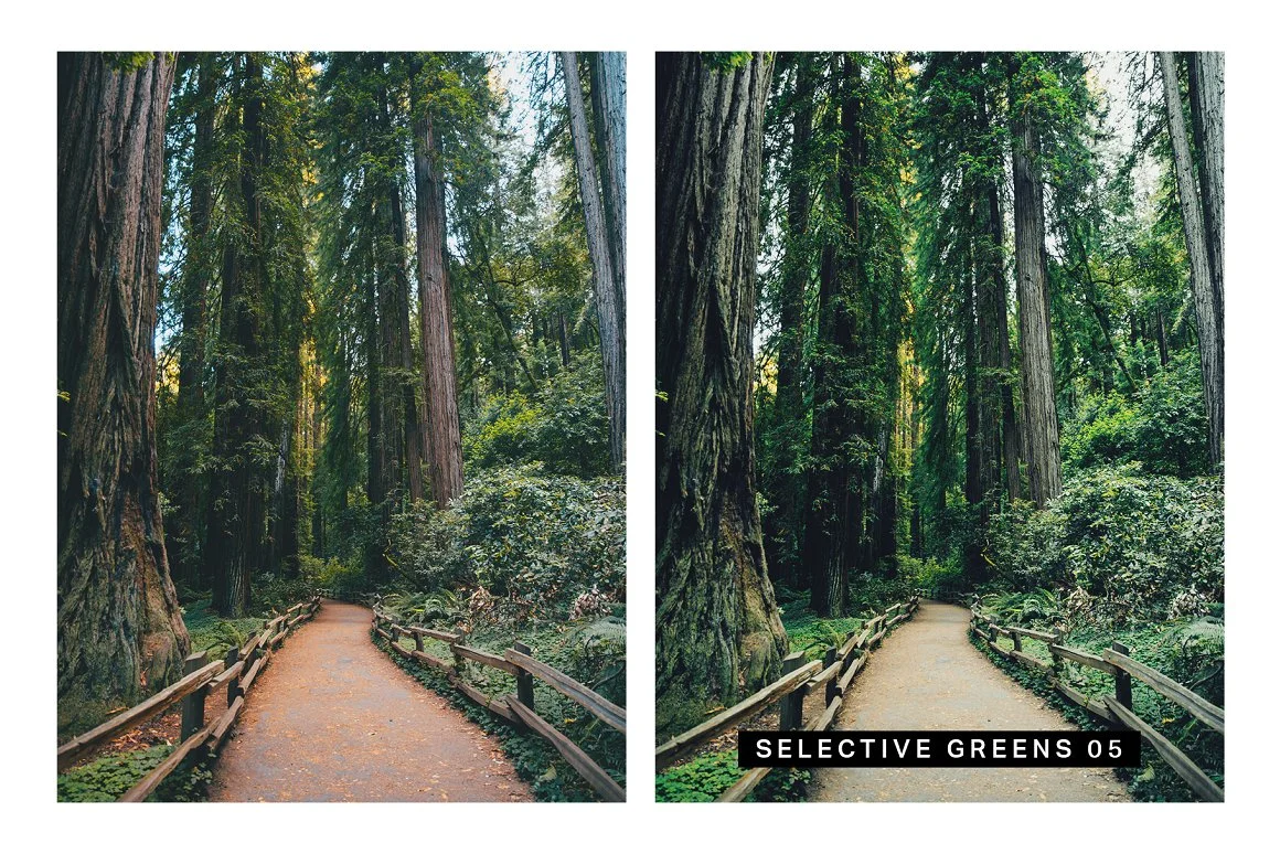 photo presets of a way between forest