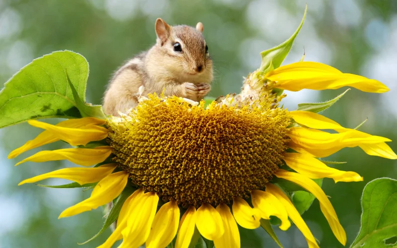 a squirrel on a sunflower