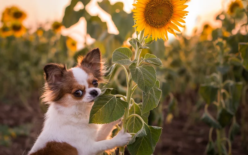 a puppy posing in a sunflower field photoshoot