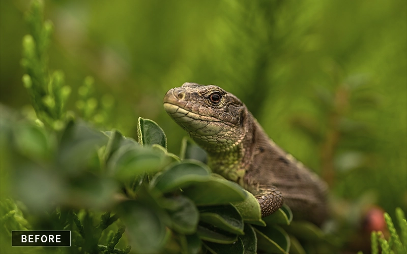 Before Photoshop Effect