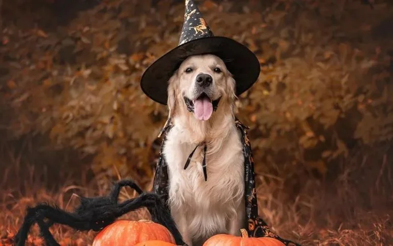 halloween photography ideas with pets