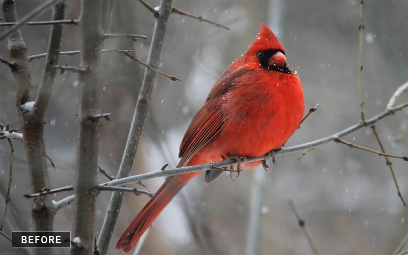 Normal Image without Effects