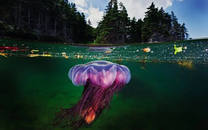 try out dual world effect