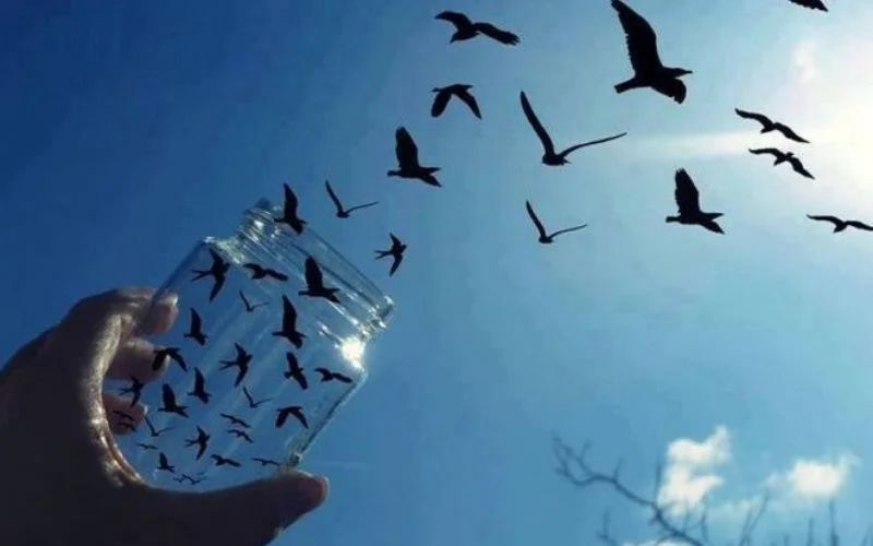 example of birds flying