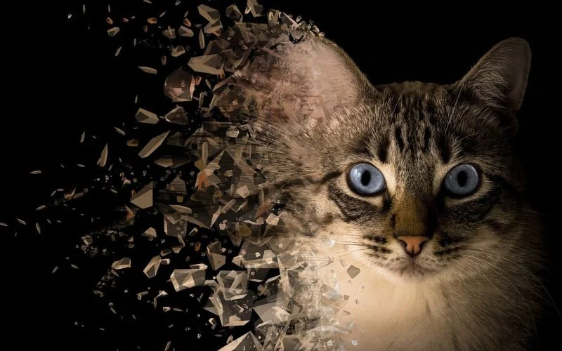 photo manipulation ideas with dispersion effect