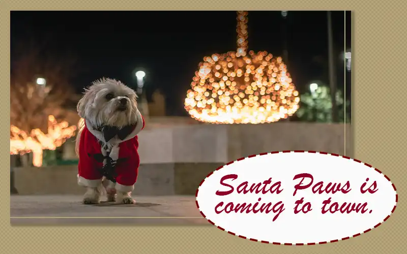 Pets Christmas Captions