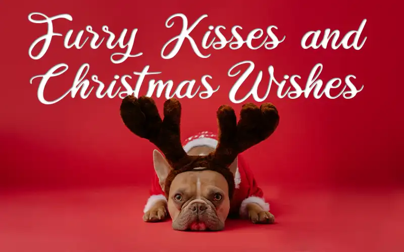 Christmas Captions for pets
