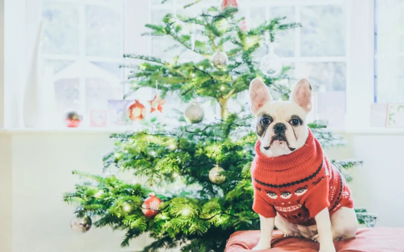 pet Christmas tree photoshoot ideas