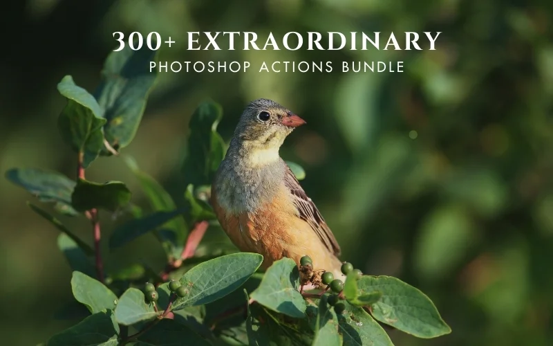 edit action photoshop, photo editing actions photoshop, photo retouch action photoshop, photoshop photo editing actions