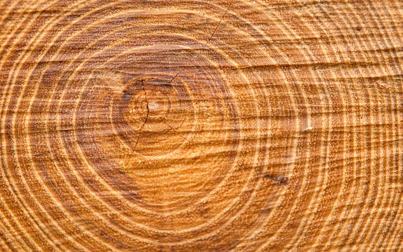 tree rings- examples of texture in photography