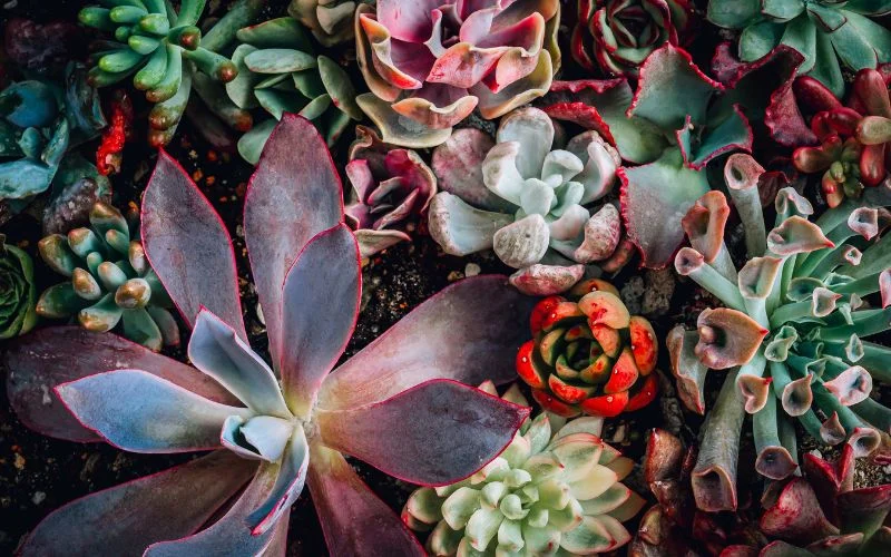 abstract aesthetic photography