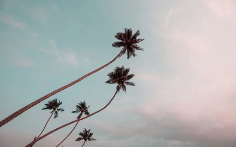 nature aesthetic photography