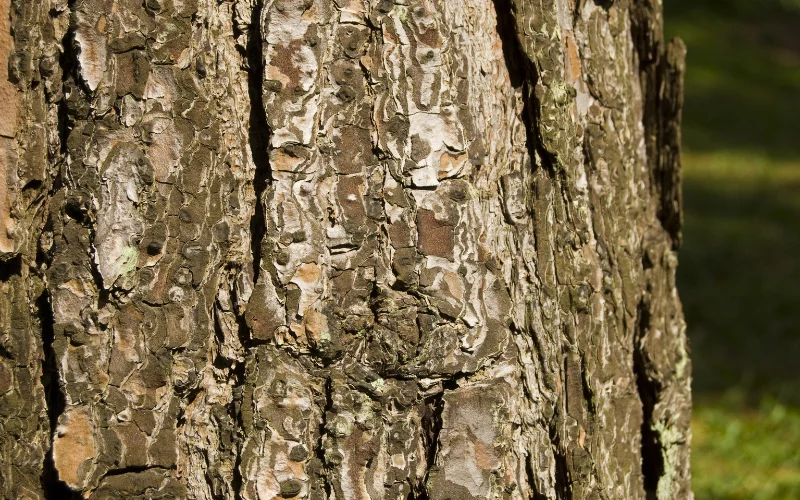 tree bark- examples of texture in photography