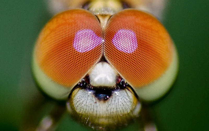 macro photo - types of photography