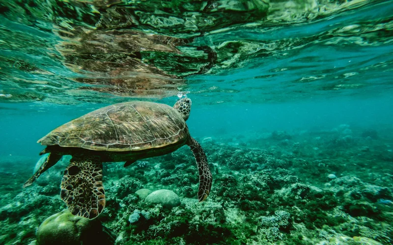 Wildlife photography