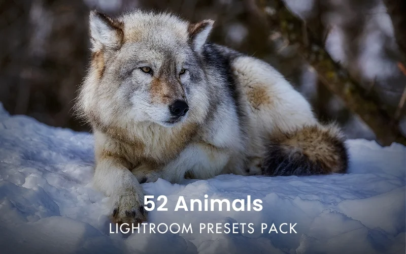 Adobe Lightroom addons, best Lightroom add ons, Adobe Lightroom presets, Lightroom presets, presets for Lightroom, Lightroom resources