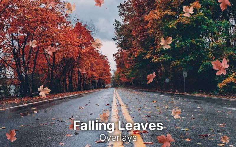 autumn overlays, leaves overlays, falling leaves overlays, falling leaves ps overlays