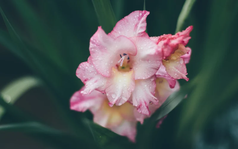 rainy day photo ideas, rain photoshoot ideas, raindrops on flowers, rainy day picture ideas, Playing in the Rain Photos, outdoor rainy day photoshoot, umbrella photo ideas, street photography in the rain
