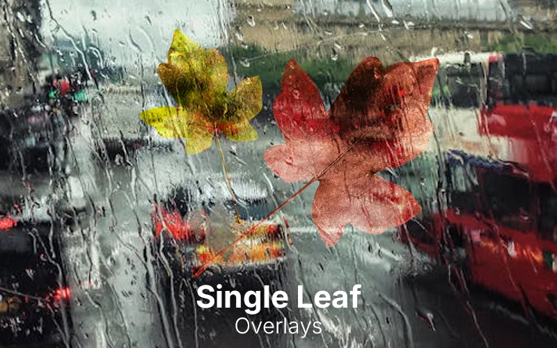 single leaf overlays, leaf overlays, leaf ps overlays, photoshop overlays, best leaf overlays