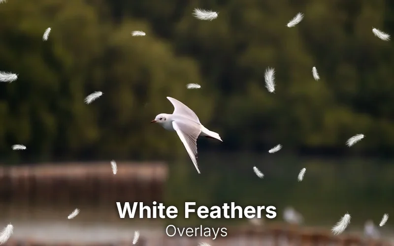 white feather overlays, feather overlays, feather ps overlays, lovely feather overlays, photoshop overlays, best ps overlays