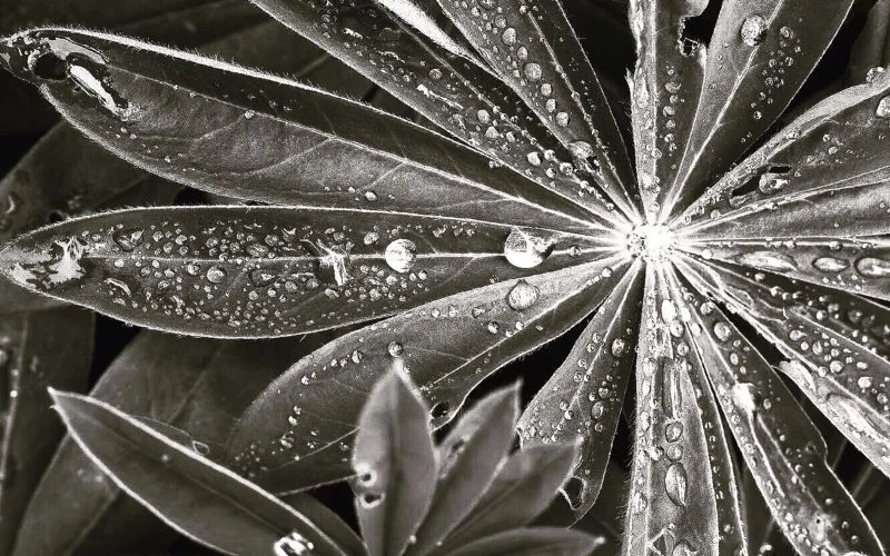 leaves black and white photography