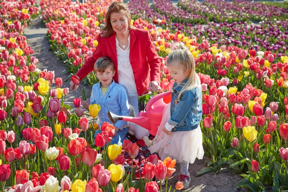 Tulip Festivals and Botanical Exhibitions
