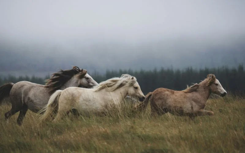 shutter speed in wildlife shots, best shutter speed for wildlife, fast shutter speed for animals