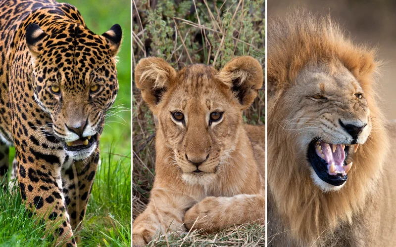 Wildlife Photography Hashtags, Instagram Hashtags For wildlife photography