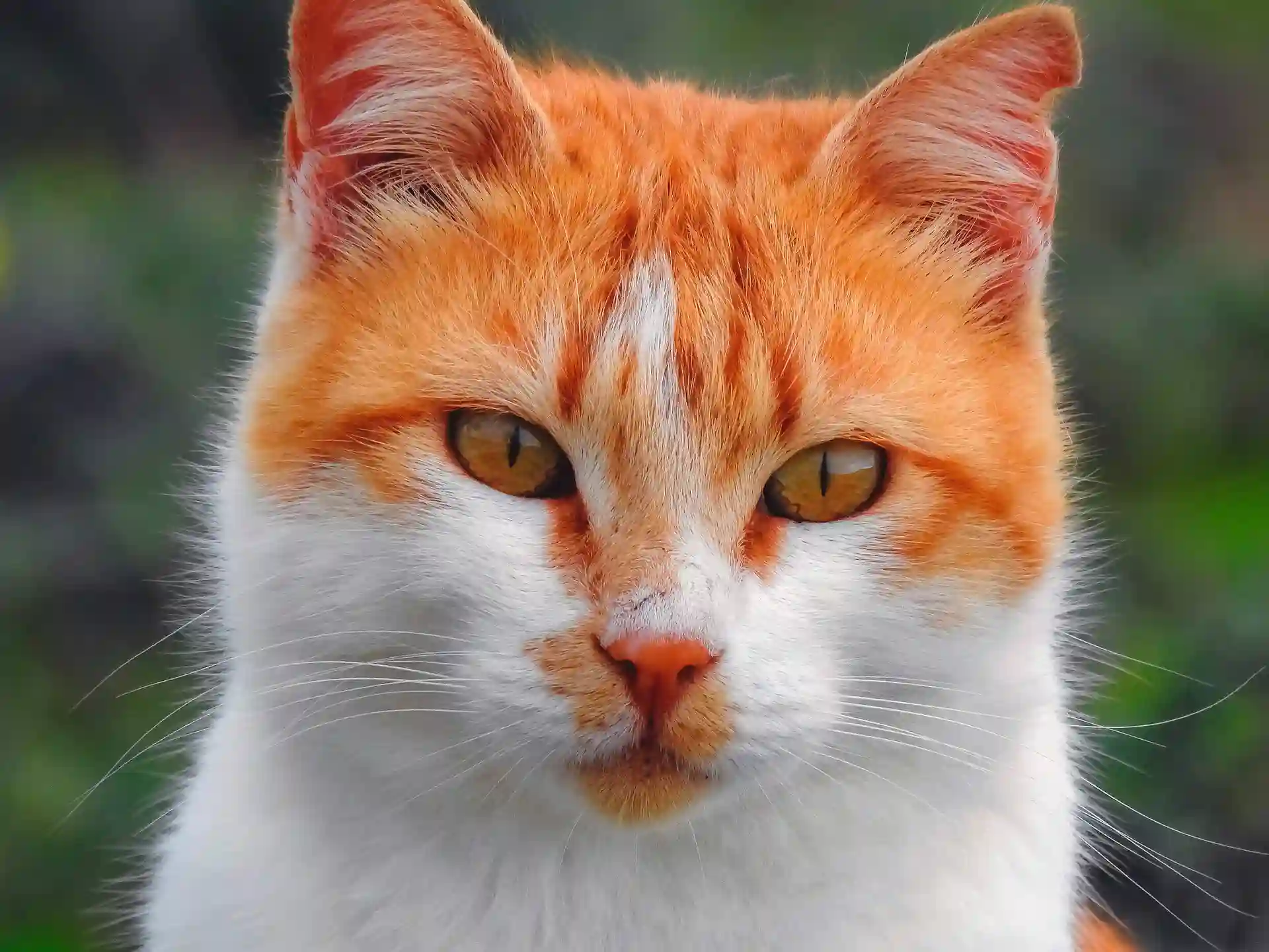 Cat portrait image, before sketch effects cat portrait photo