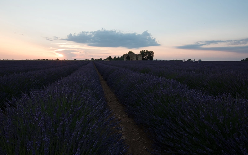 Lavanda Fields landscape editing Before