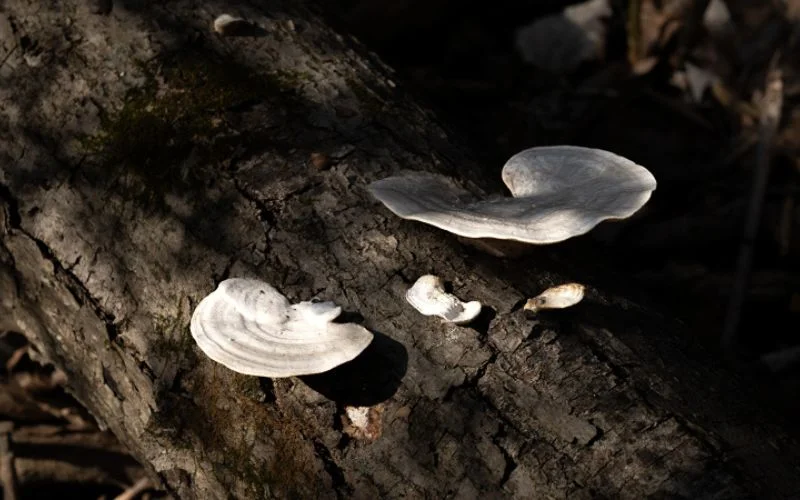 photo of a mushroom captured by a seasoned photographer