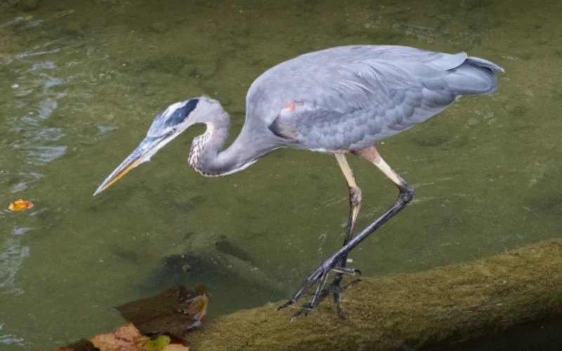 Picture of a heron by seasoned photographer donis