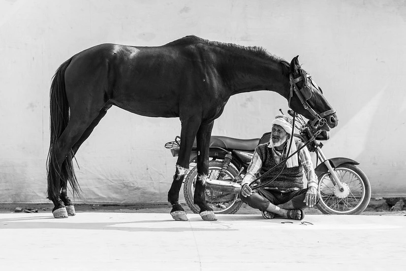 street portraits, old man sitting with horse, animal, capturing moments