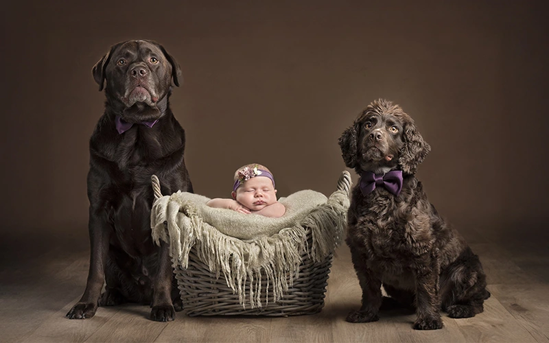 newborn with pets, newborn and pet dogs, pet dog photos, baby with pets, photoshoot ideas