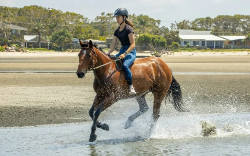 bring your horse to the beach for dreamy photos
