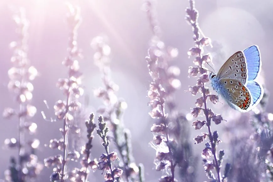 picture upscaler before, picture upscaler, scale up photo without losing quality