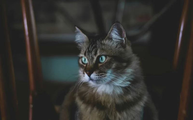 what is low key lighting