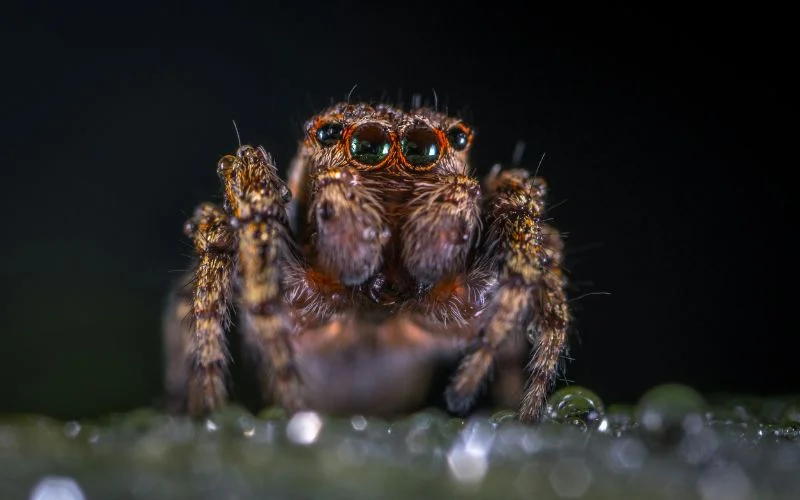 f-stop number for macro shots