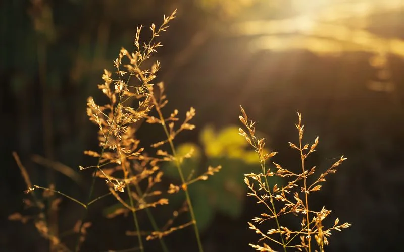 Shoot Golden Hour Photos In Raw