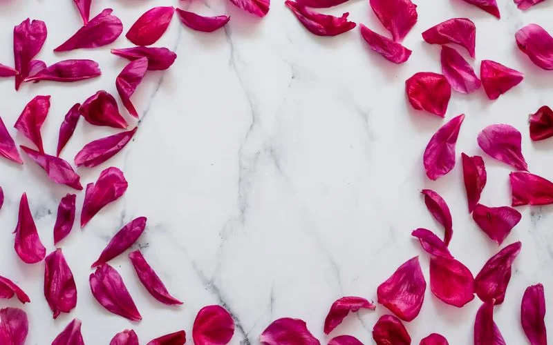 flat lay flower photography